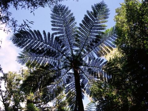 Ferntree